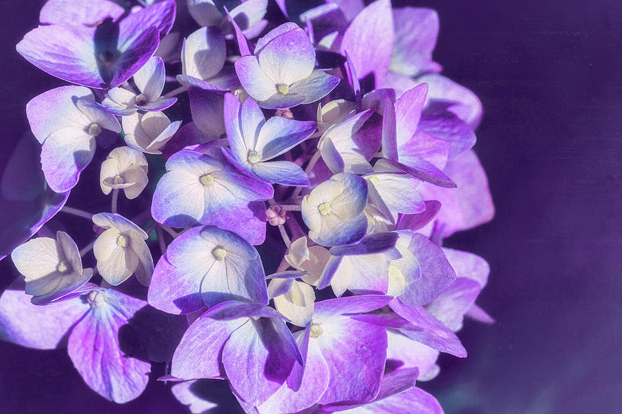 Mophead Hydrangea Purple Digital Art by Marianne Campolongo