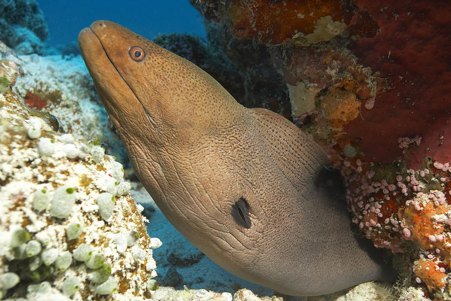 Moray Eel in Coral Photograph by Zac Macaulay