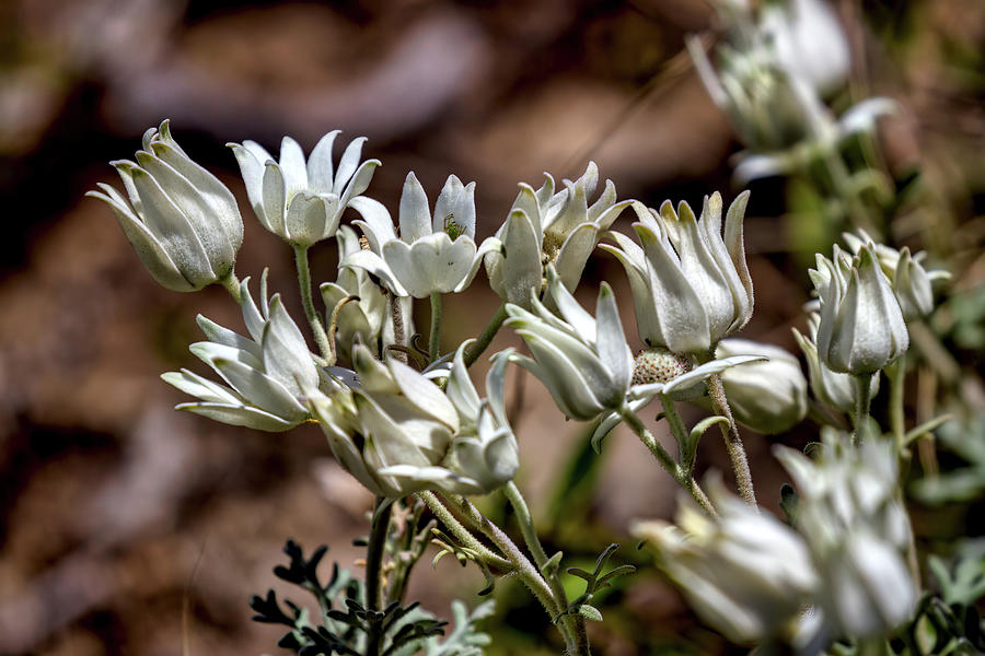 Flower Photograph - More Australian Wildflowers by John Haldane