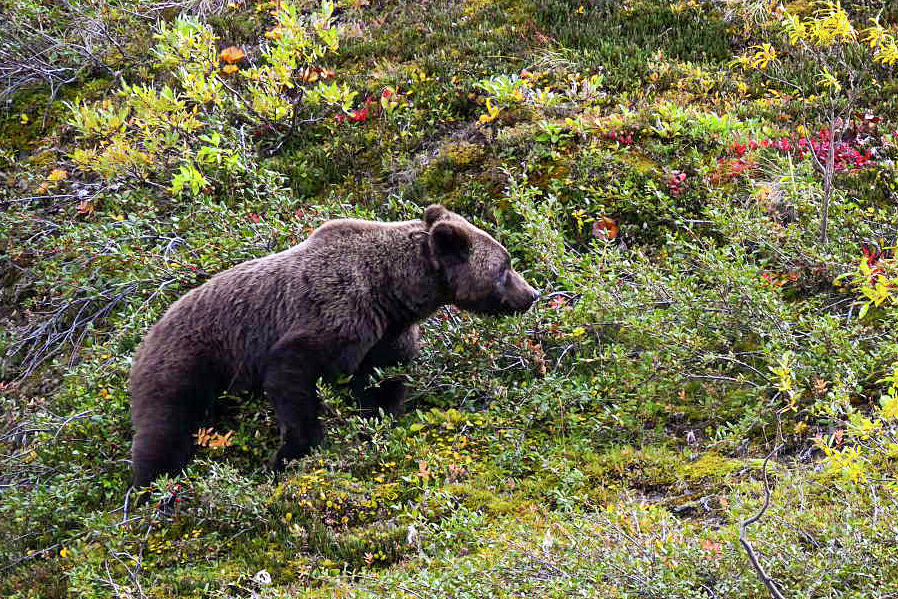 More Berries Photograph by Harry Banks More Berries Photograph by Harry Banks