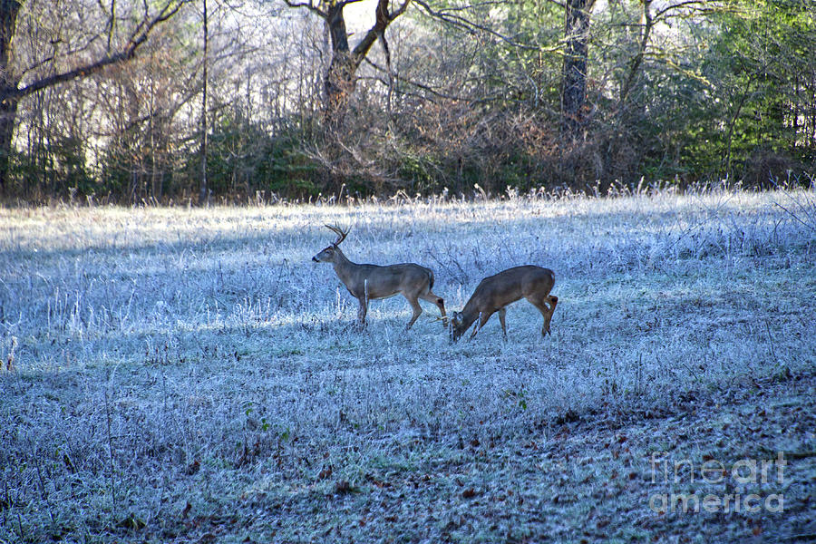 More Deer Grazing Photograph by Phil Perkins