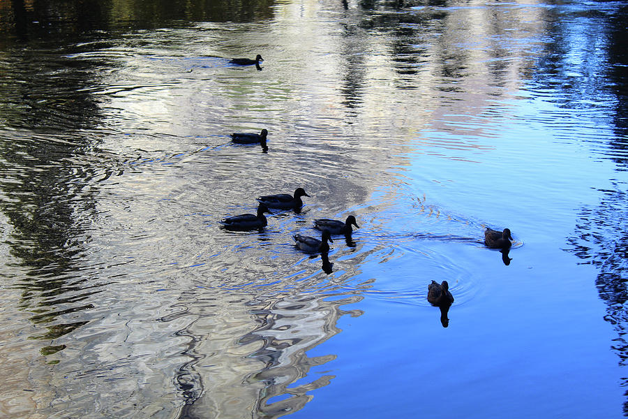More Ducks On The Merced River Photograph by Eric Forster