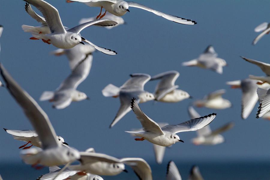 More Gulls on the Move Photograph by Liza Eckardt