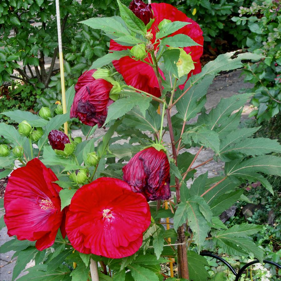 More hibiscus Photograph by Stephanie Moore