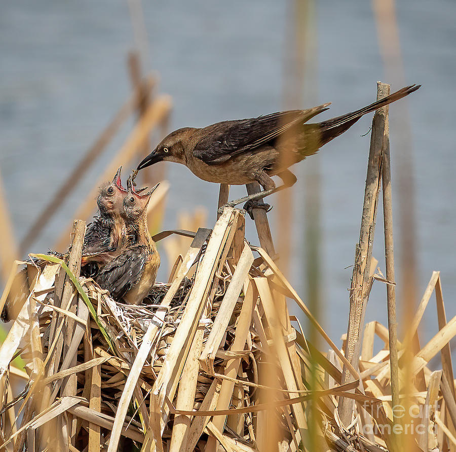 Bird Photograph - More, Mama by Michelle Tinger