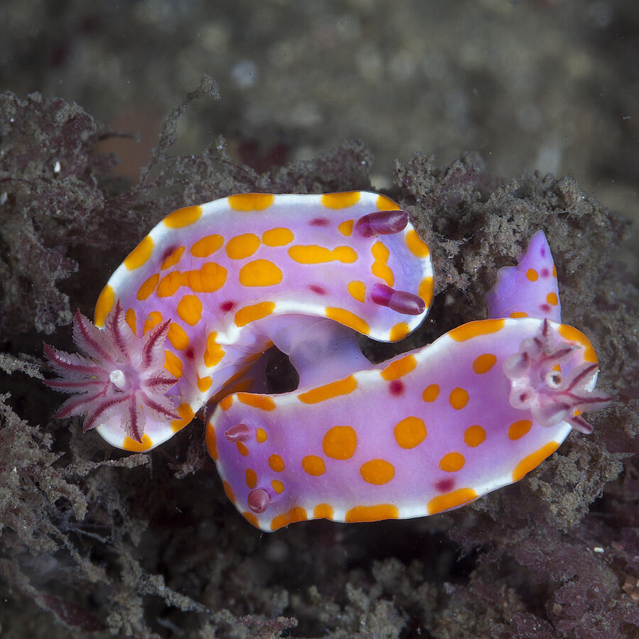 More Nudi Mating Photograph by Dr. Klaus M. Stiefel - Pacificklaus Photography