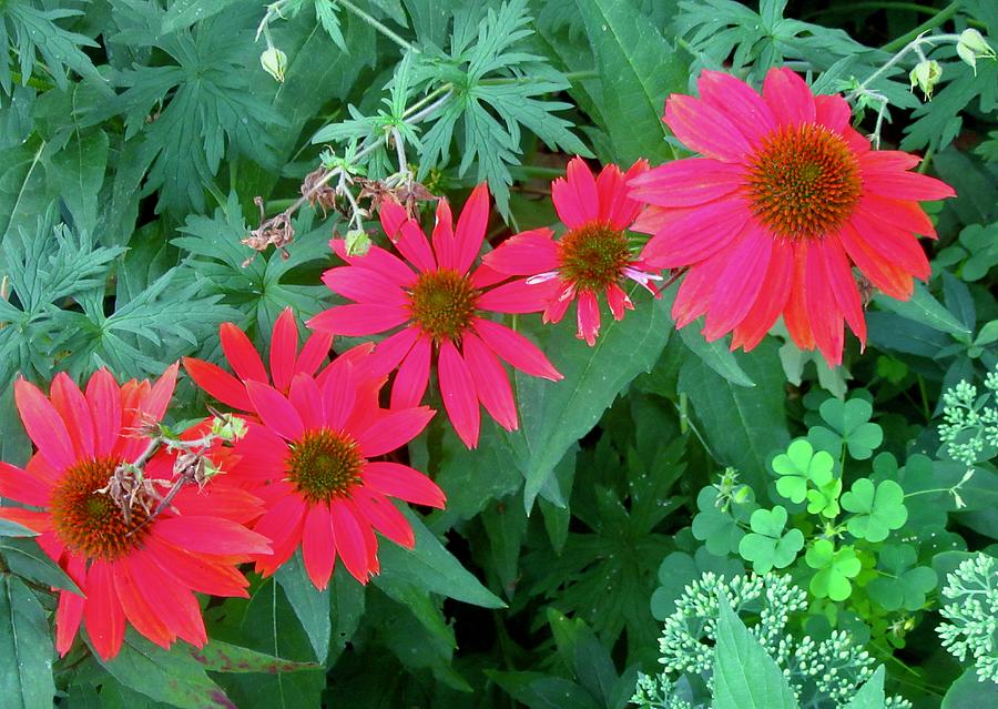 More Red Daisies Photograph by Stephanie Moore