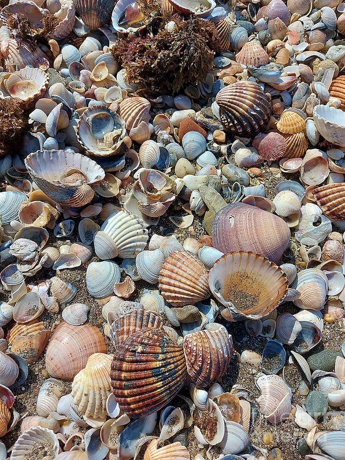 More shells on the beach in Benalmadena Photograph by Chani Demuijlder