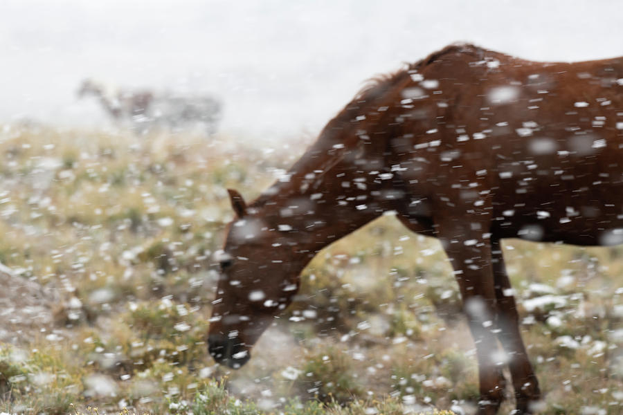 More Snow than Horse Photograph by Mary Hone