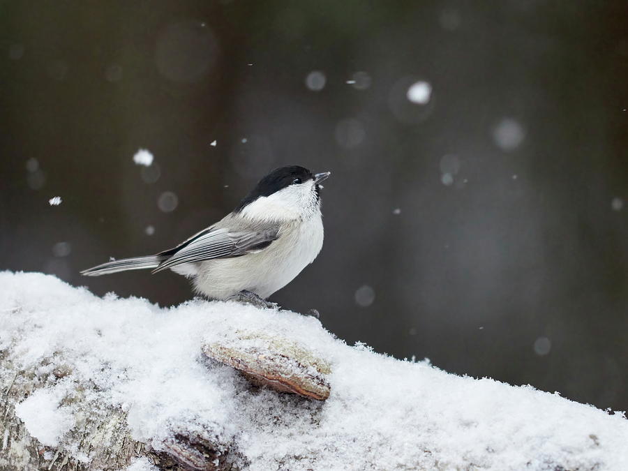 More snow what will we do.  Willow tit Photograph by Jouko Lehto