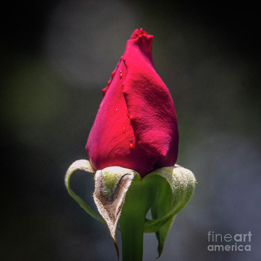 More Than A Red Rose Bud Photograph by Philip And Robbie Bracco