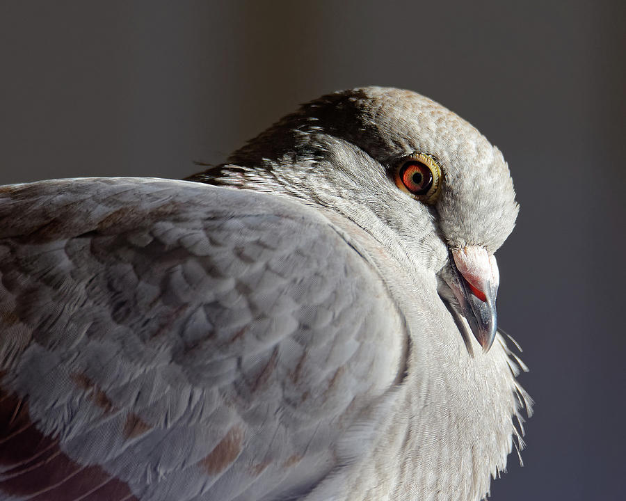 More Than Meets the Eye -- Silver Racing Homing Pigeon Photograph by Darin Volpe