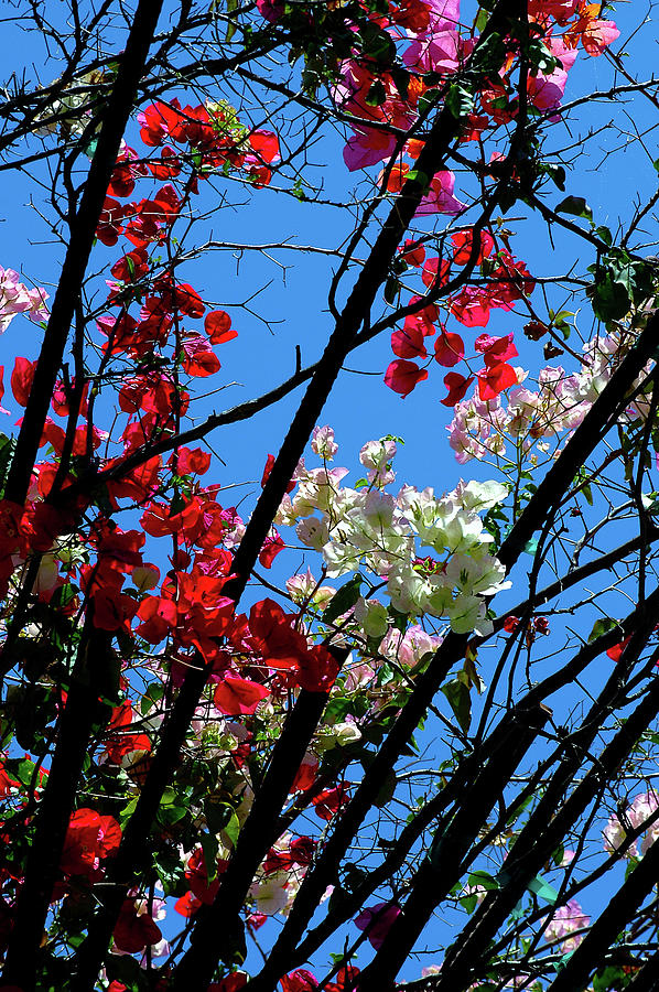 More then just blue skys Photograph by Engle Meredith More then just blue skys Photograph by Engle Meredith