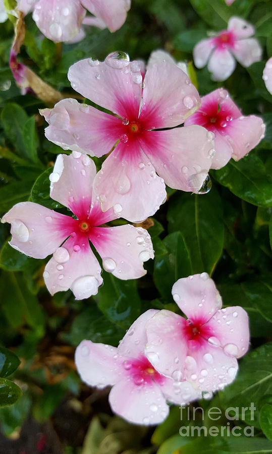 More water drops Photograph by S Jamieson - Fine Art America