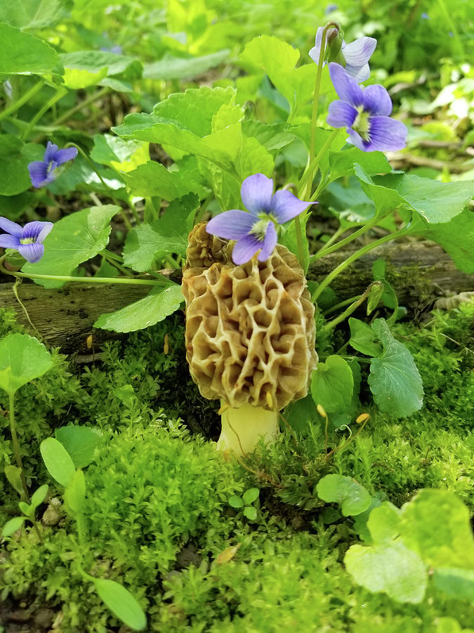 Morel Mushroom and Wild Violets Photograph by Brook Burling