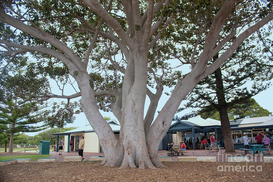 Moreton Bay Fig Tree, Busselton Foreshore, Western Australia Photograph by Elaine Teague
