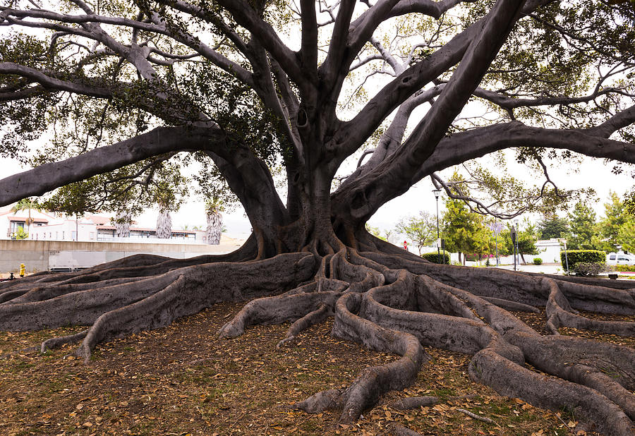 Moreton Bay Fig Tree in Santa Barbara, California, possibly the largest ...