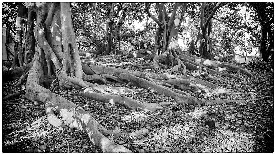 Moreton Bay Fig Trees by Mike-Hope Photograph by Mike-Hope