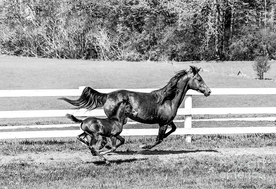 Morgan Horse Farm Weybridge Vermont Photograph by Eric Killorin Morgan Horse Farm Weybridge Vermont Photograph by Eric Killorin