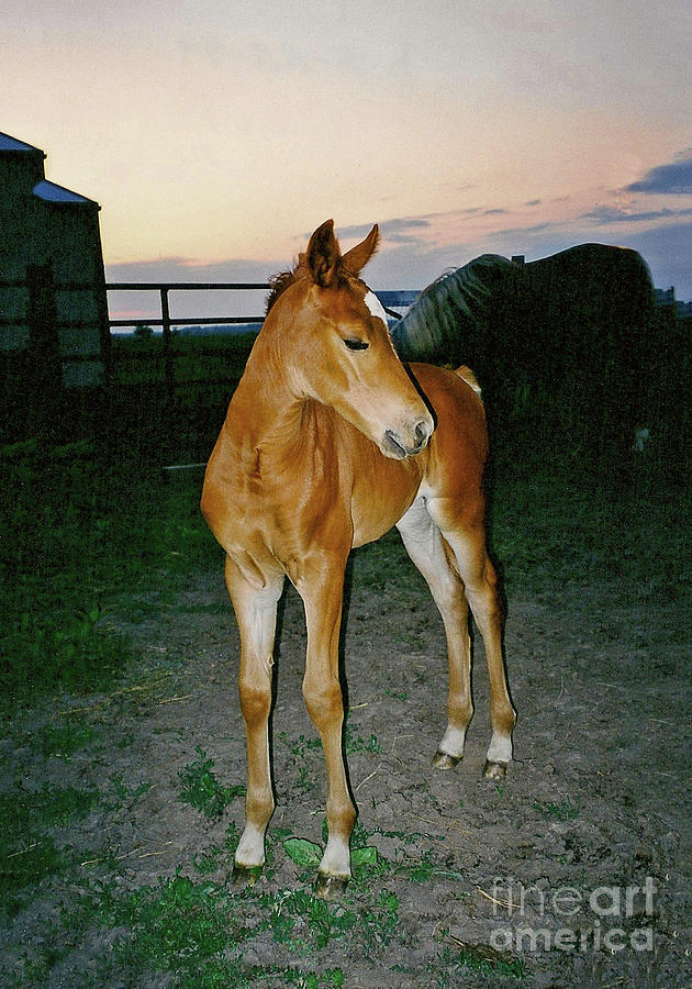 Morgan Two Weeks Old Photograph By Linda Brittain Fine Art America