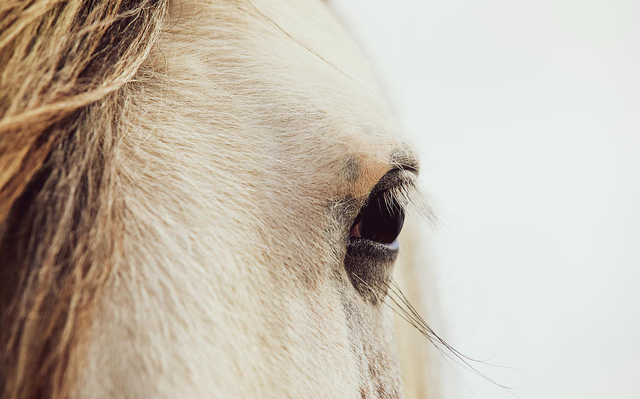 Morgana - Horse Art Photograph by Lisa Saint
