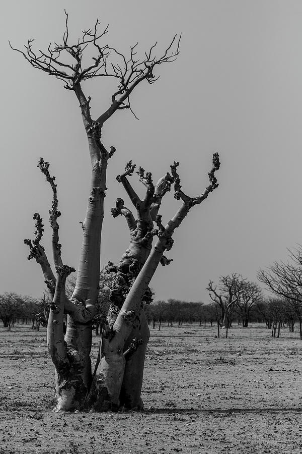 Moringa Tree Vertical Photograph by MaryJane Sesto
