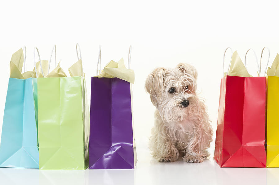 Morkie breed dog with colored shopping bags Photograph by Gary S Chapman