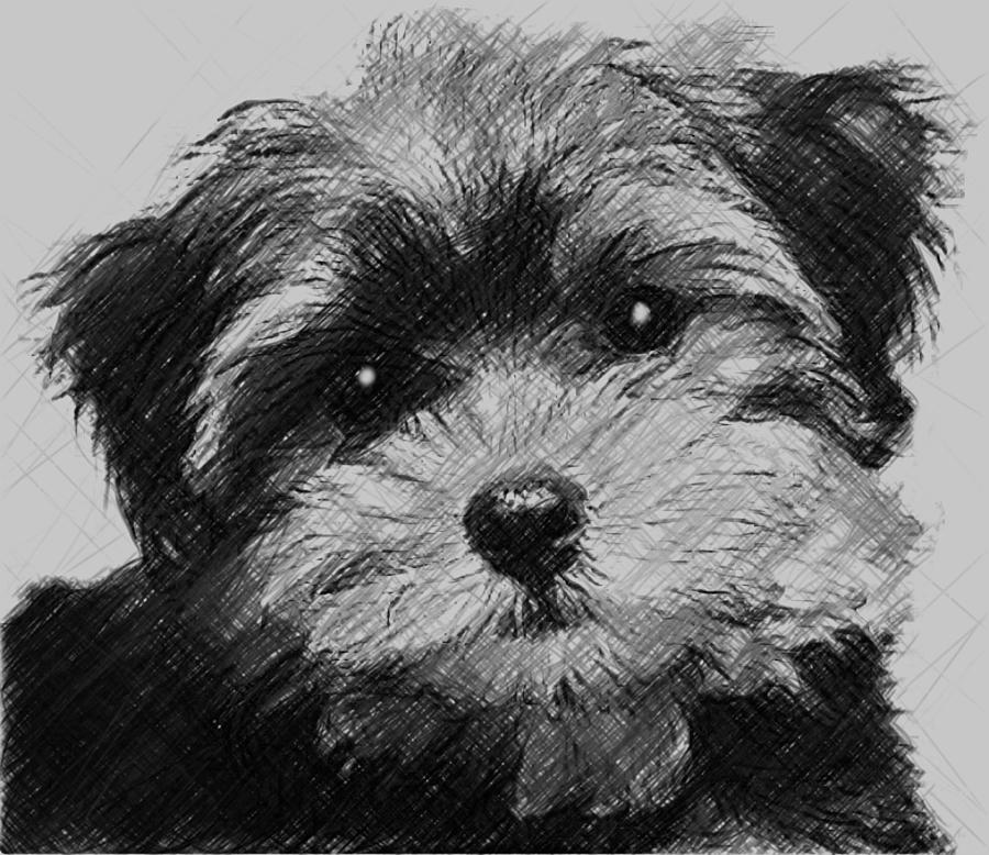 Morkie Dog Digital Art by Bob Smerecki
