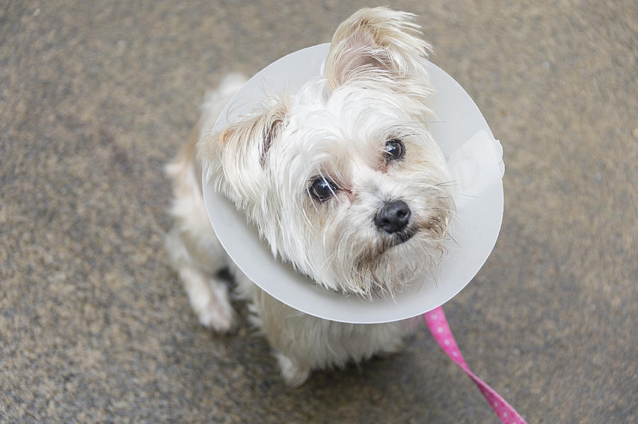 Morkie dog wearing a cone of shame Photograph by Gary S Chapman