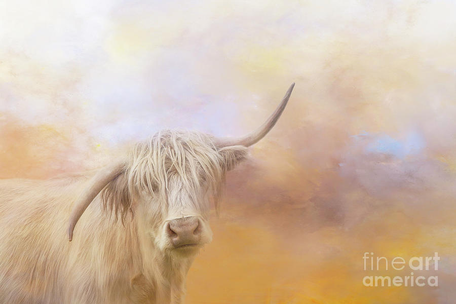 Animal Photograph - Morning Albino Highland Cow by Elisabeth Lucas