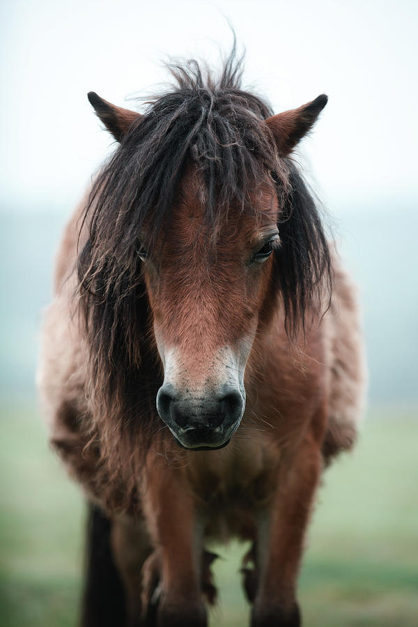 Morning Already - Horse Art Photograph by Lisa Saint