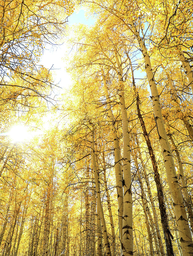 Morning Aspens In Autumn Photograph by Dan Sproul