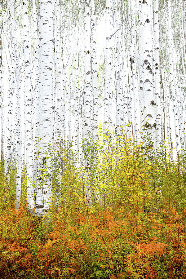 Morning Aspens Photograph by The Forests Edge Photography - Diane Sandoval