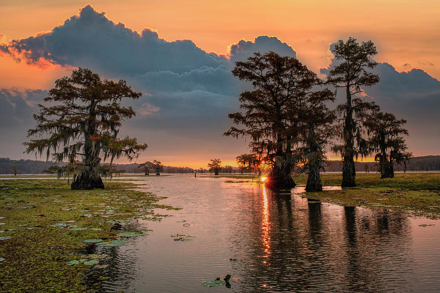 Morning At Caddo Lake Print  Photograph by Harriet Feagin