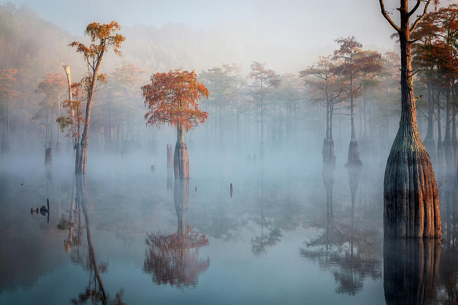 Morning at Cypress Lake Photograph by Alex Mironyuk