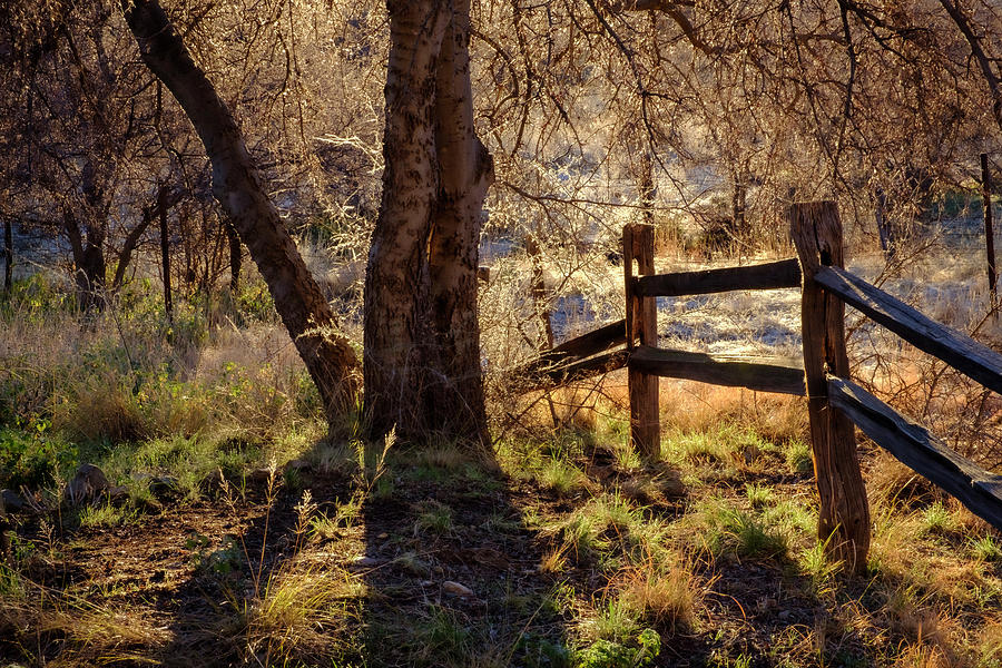 Morning at Half Moon Ranch Dragoon Mountains Photograph by Mary Lee Dereske