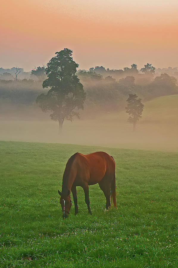 Morning at the pasture. Photograph by Ulrich Burkhalter
