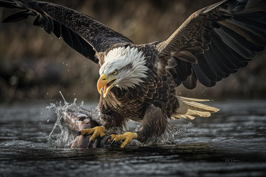Morning Attack Photograph by Bill Posner
