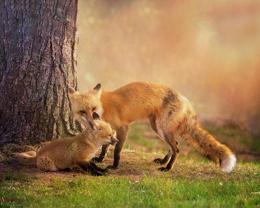 Morning Bath - Red Fox Mother and Kit Mixed Media by Patti Deters