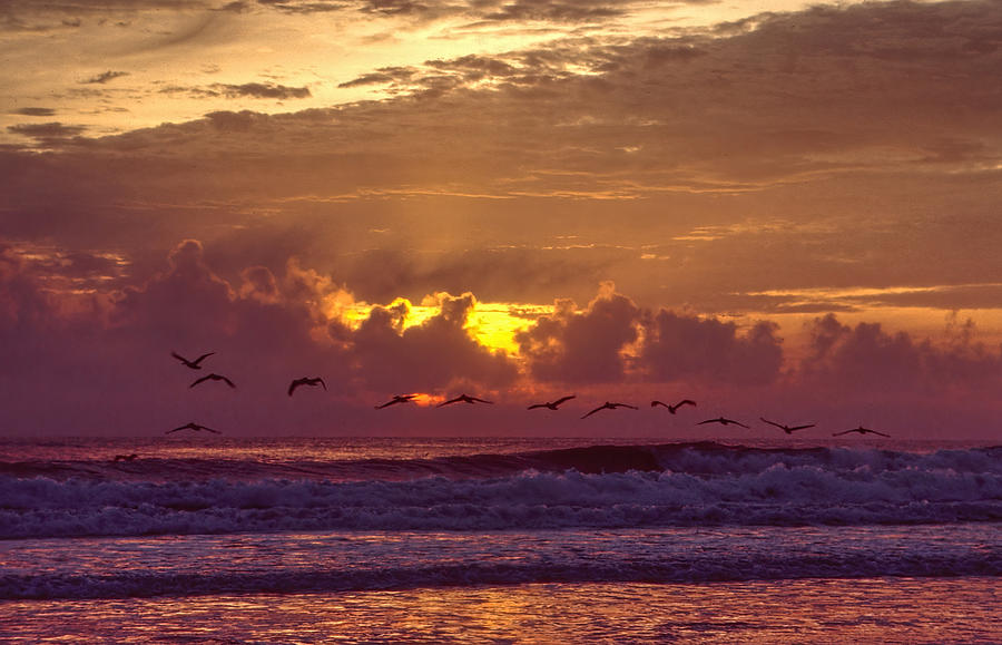 Morning beach birds Photograph by Rudy Umans