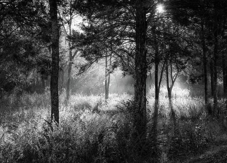 Morning Beams of Light BW Photograph by James Barber