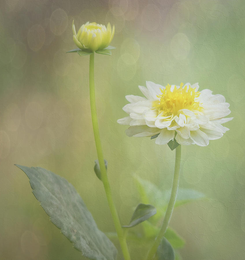 Morning Bloom Photograph by Sylvia Goldkranz