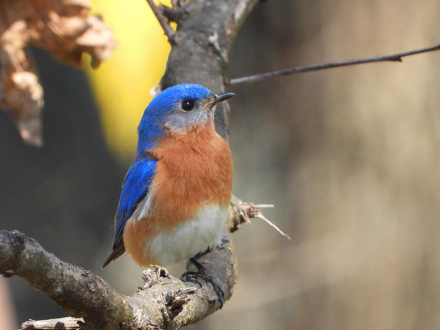 Morning Bluebird Photograph by Living Color Photography Lorraine Lynch