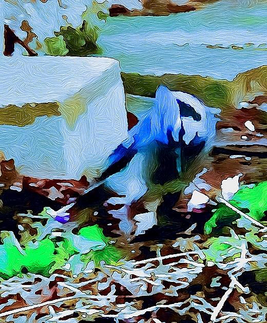 Morning Bluejay Mixed Media by Eileen Backman
