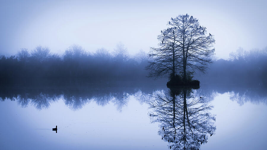 Morning Blues Photograph by Dodie Ross Morning Blues Photograph by Dodie Ross