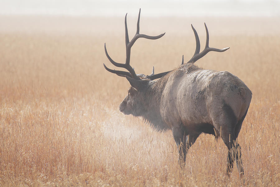 Elk Photograph - Morning Breath by Darren White