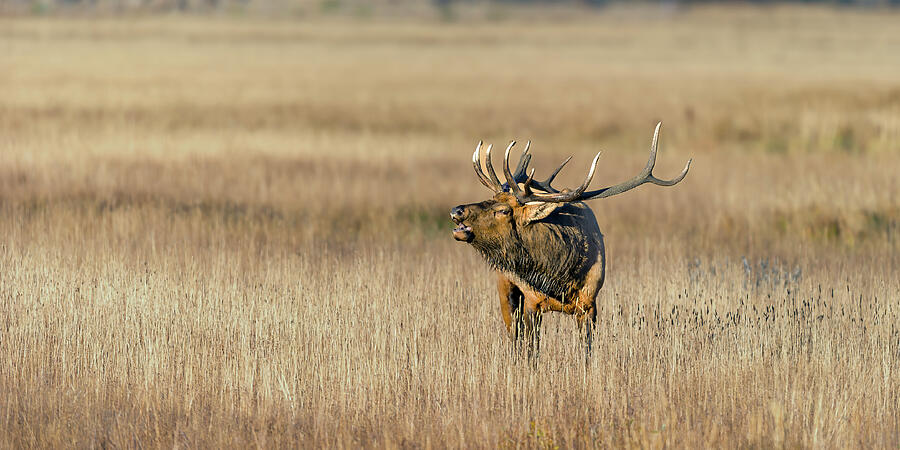 Morning Bull bugling Photograph by Gary Langley
