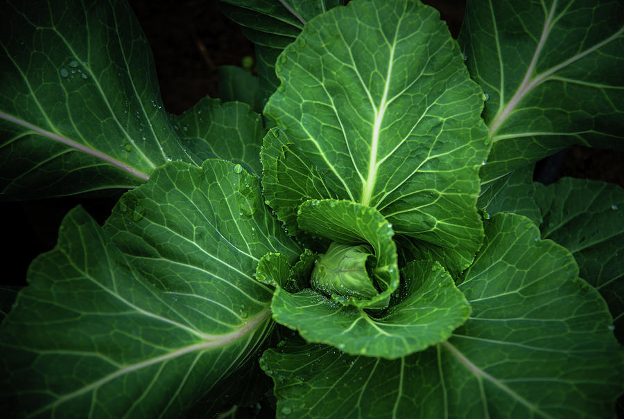 Morning Cabbage Photograph by Greg Mimbs