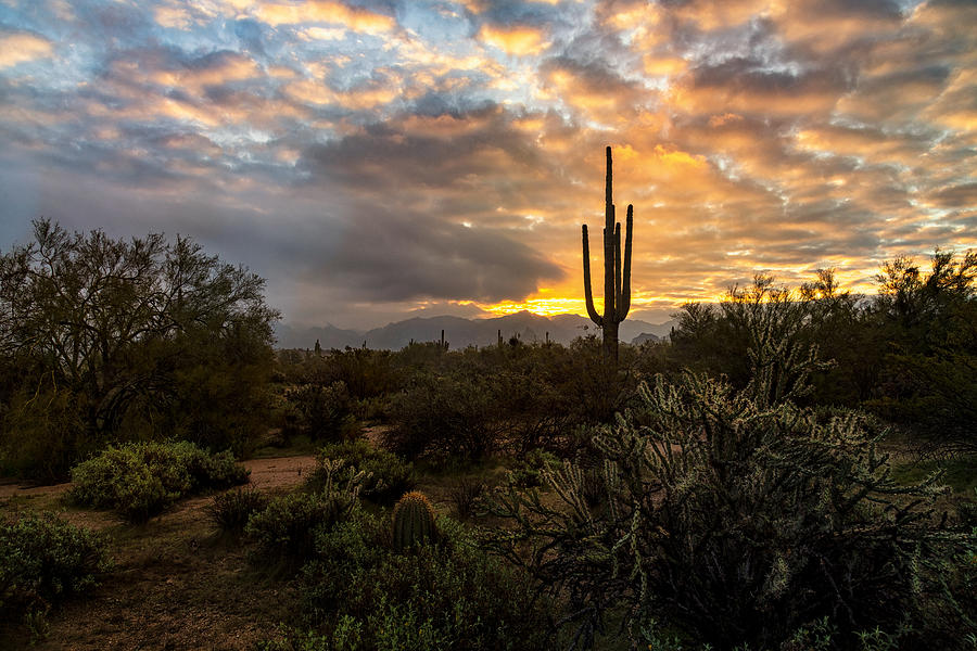 Morning Calling In The Sonoran Photograph by Saija Lehtonen