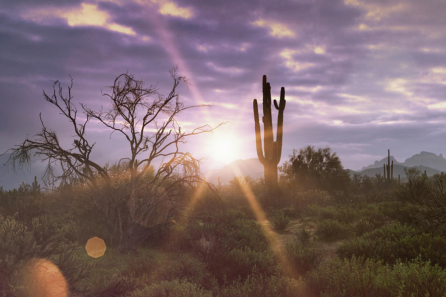 Morning Calls In The Sonoran  Photograph by Saija Lehtonen